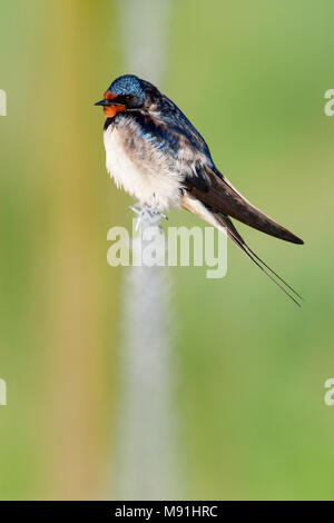 Rustende Boerenzwaluw, Hirondelle au repos Banque D'Images