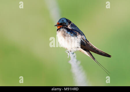 Rustende Boerenzwaluw, Hirondelle au repos Banque D'Images