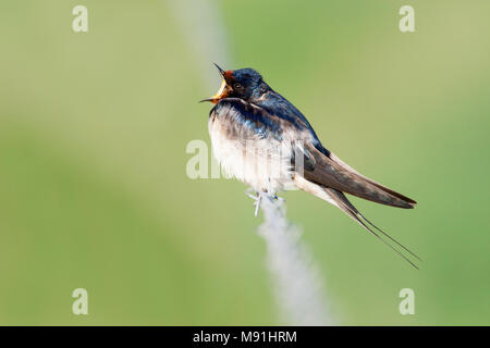 Gapende Boerenzwaluw Hirondelle, le bâillement Banque D'Images