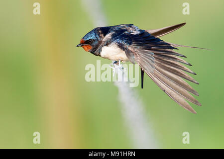 Rustende Boerenzwaluw, Hirondelle au repos Banque D'Images