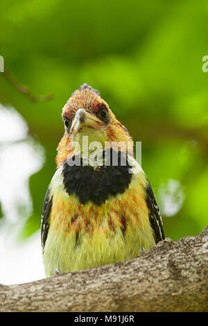 Adulte, Kuifbaardvogel « récent Adultes Banque D'Images