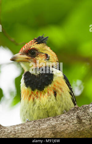 Adulte, Kuifbaardvogel « récent Adultes Banque D'Images