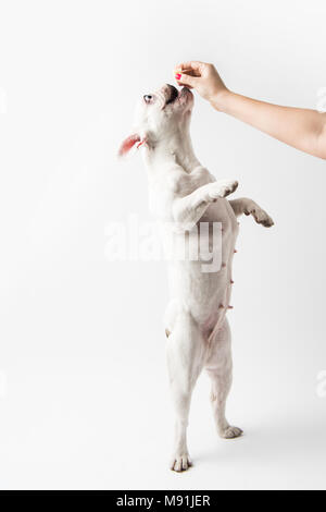 Cropped shot d'alimentation bouledogue français personne debout sur pattes isolated on white Banque D'Images