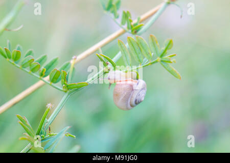 Escargot ramper sur plante. Petit escargot dans la nature, des couleurs pastel Banque D'Images