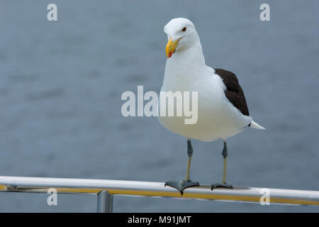 Kelpmeeuw op de reling van een schip, Kelp Gull sur la rambarde du navire Banque D'Images