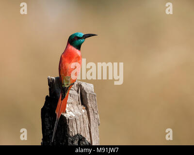 Noordelijke Karmijnrode Bijeneter op houten paal, le nord de Carmine Bee-eater au pole Banque D'Images