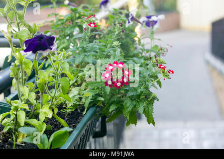 Fleurs rouge Verveine hybrida croissant sur les cache-pot Banque D'Images