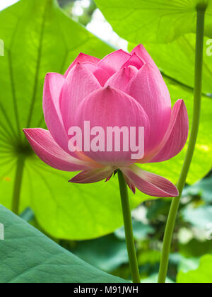 Nelumbo nucifera lotus sacré ou Banque D'Images