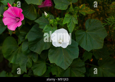 Lavatera trimestris fleur rose et blanc. Fleurs mauve rose et blanc en été, jardin, vue d'en haut Banque D'Images