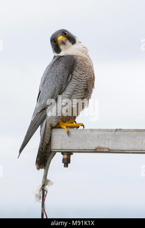 Slechtvalk bij nest, le faucon pèlerin à nestsite Banque D'Images