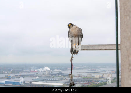 Slechtvalk bij nest, le faucon pèlerin à nestsite Banque D'Images