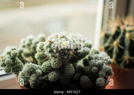 Сactus Mammillaria elongata cactus dentelle or (, ) ladyfinger cactus avec fleur fleurs Banque D'Images