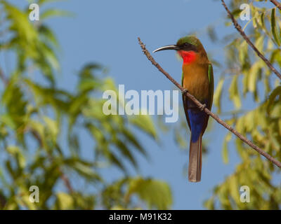 Roodkeelbijeneter Redthroated, Bee-eater Banque D'Images