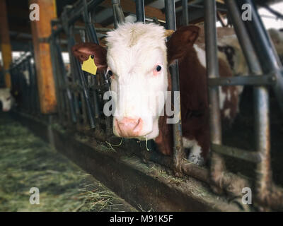 Cerf de vache est à la recherche dans l'appareil photo Banque D'Images