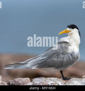 Adulte Grote Kuifstern, Sterne Swift Adultes Banque D'Images