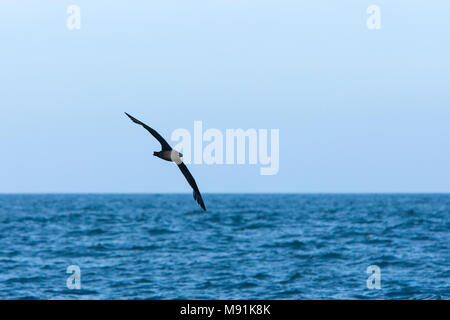 Dans Witkinstormvogel viaje en avión, puffin à menton blanc en vol Banque D'Images