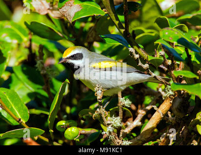 Geelvleugelzanger, Golden-winged Warbler Vermivora chrysoptera, Banque D'Images