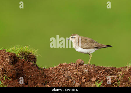 Kaspische Plevier, Caspian Plover Banque D'Images