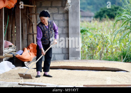 Une femme étale le riz à sécher au soleil. Fils du bac. Le Vietnam. Banque D'Images