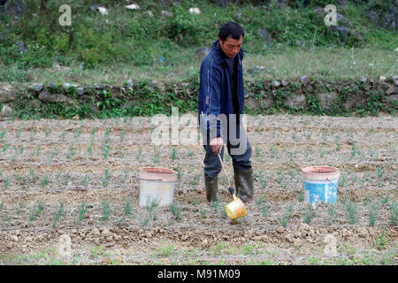 La vie rurale. Farmer watering vegetable dans le domaine. Fils du bac. Le Vietnam. Banque D'Images