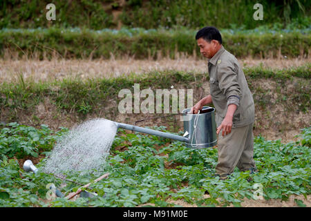 La vie rurale. Farmer watering vegetable dans le domaine. Fils du bac. Le Vietnam. Banque D'Images