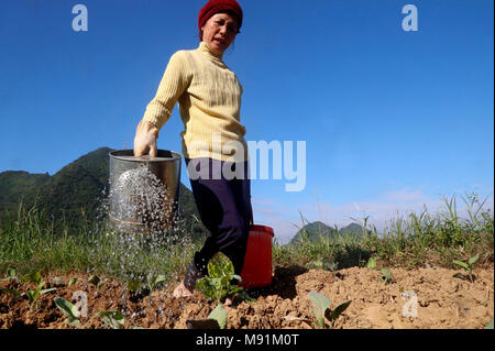 La vie rurale. Farmer watering vegetable dans le domaine. Fils du bac. Le Vietnam. Banque D'Images