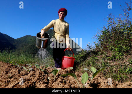 La vie rurale. Farmer watering vegetable dans le domaine. Fils du bac. Le Vietnam. Banque D'Images