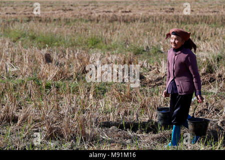 La vie rurale. Farmer watering vegetable dans le domaine. Fils du bac. Le Vietnam. Banque D'Images