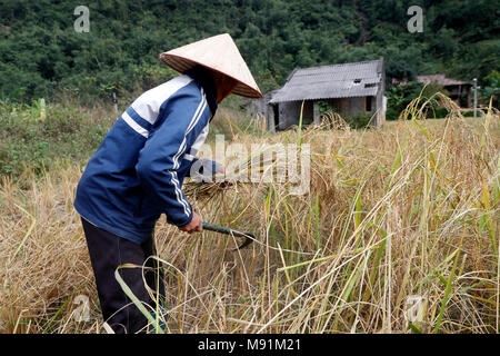 Exploitation récolte du riz dans son domaine. Lang Son. Le Vietnam. Banque D'Images