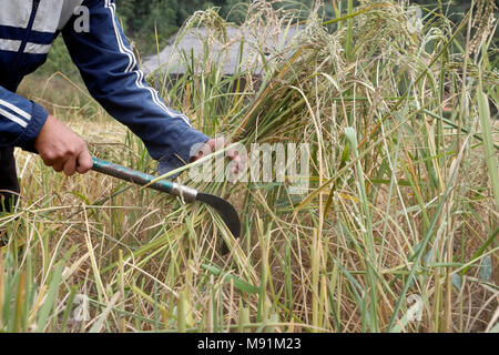 Exploitation récolte du riz dans son domaine. Lang Son. Le Vietnam. Banque D'Images