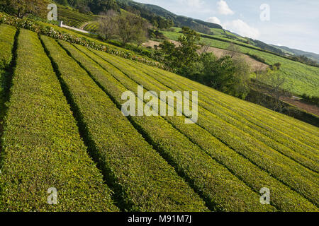 Les plantations de thé sur l'île de Sao Miguel, Açores Banque D'Images