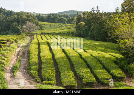 Les plantations de thé sur l'île de Sao Miguel, Açores, Portugal Banque D'Images