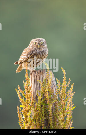 Petit hibou perché sur un poste en bois. À la direction de l'appareil photo avec une belle rétro-éclairage Banque D'Images