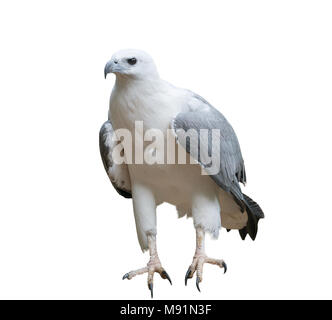 L'aigle de mer à ventre blanc isolé sur fond blanc Banque D'Images