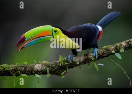 Toucan à carène - Ramphastos sulfuratus, grand toucan coloré du Costa Rica forêt avec bec très coloré. Banque D'Images