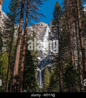 Dans la grande chute Yosemite Arbres rouges Banque D'Images