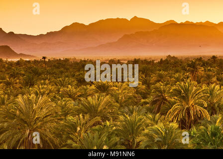 Dattiers au coucher du soleil, la Sierra de Guadalupe à distance, Mulege, Baja California Sur, Mexique Banque D'Images