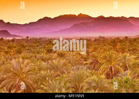 Dattiers au crépuscule, la Sierra de Guadalupe à distance, Mulege, Baja California Sur, Mexique Banque D'Images