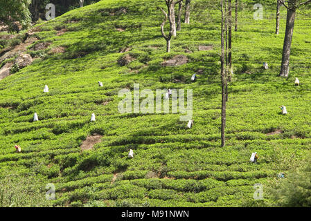 Une perspective de comprimé de cueilleurs de thé sur les collines d'une plantation de thé thé cueillette près de Nuwaraeliya Nuwara Eliya au Sri Lanka. Banque D'Images