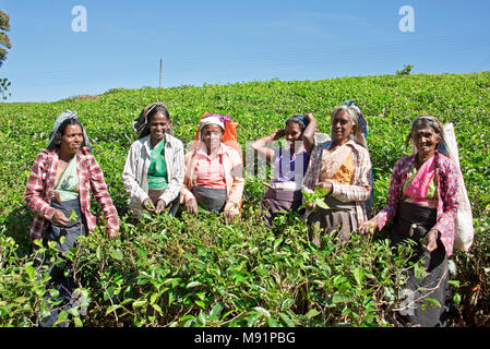 Un groupe de cueilleurs de thé local 6 près de Nuwaraeliya Nuwara Eliya au Sri Lanka pose devant l'appareil photo sur une journée ensoleillée avec ciel bleu. Banque D'Images