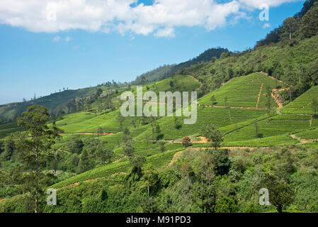 Le thé est cultivé au Sri Lanka en utilisant la méthode d'plantingÕ Ôcontour où théiers sont plantés dans les conduites en coordination avec les contours de la fil Banque D'Images