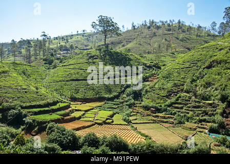 Le thé est cultivé au Sri Lanka en utilisant la méthode d'plantingÕ Ôcontour où théiers sont plantés dans les conduites en coordination avec les contours de la fil Banque D'Images