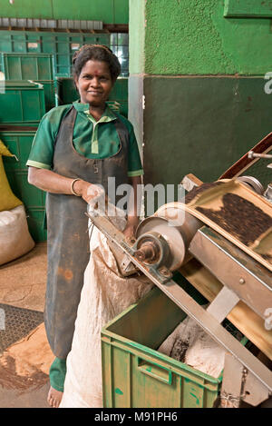 À l'intérieur d'une plantation de thé, un travailleur d'usine d'emballer le processus de production de thé fini prêt pour l'exportation. Banque D'Images