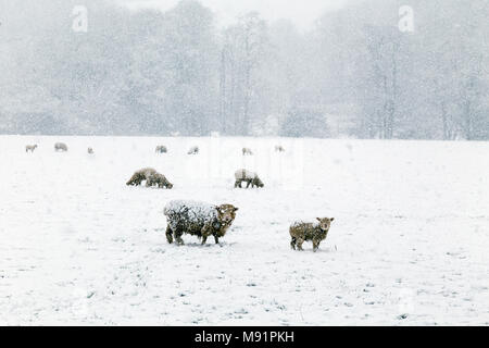 Tempête de neige près de Dunsford, Devon blast, bourrasques de neige white-out, des flocons, des flocons de neige, neige, neige, neige, tempête, blizzard Banque D'Images