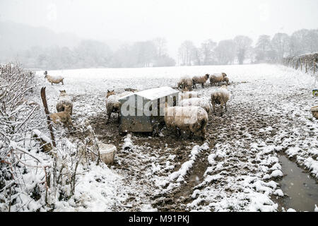 Tempête de neige près de Dunsford, Devon blast, bourrasques de neige white-out, des flocons, des flocons de neige, neige, neige, neige, tempête, blizzard Banque D'Images