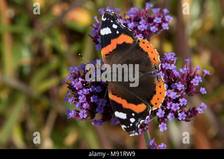 Papillon amiral rouge reposant sur une fleur pourpre Verveine bonariensis cluster. Banque D'Images