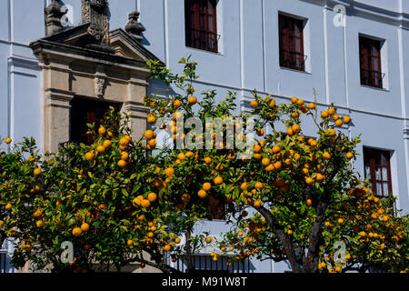 Avec l'orange tree un vieux bâtiment à l'arrière-plan. Arcos de la Frontera, Espagne Banque D'Images