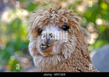 Portrait de drôles de Lama, montrant les dents. Banque D'Images