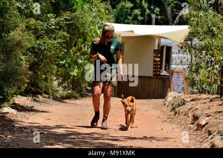 Woombye, Queensland, Australie - le 17 décembre 2017. Jeune femme zoo keeper marcher un dingo à l'AC de la faune zoo de Woombye, QLD. Banque D'Images