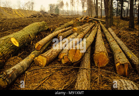 Arbres abattus, Newbury Bypass Road Building and manifestations , Newbury, Berkshire, Angleterre. ROYAUME-UNI, GB. Banque D'Images